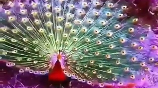 طاووس بسیار زیبا