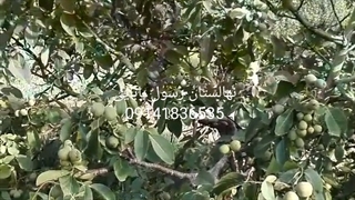 نهال گردو کانادایی ارغوان دندانپزشکی کودکان