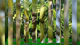 خرید نهال گردو فرنور (https://gerdo.pro/)