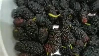 طرز تهیه شربت شاه توت