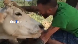 تشکر مامان گاوِ