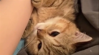 cat !!♡