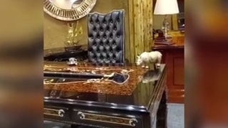 مبلمان اداری لوکس