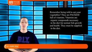 آموزش پرورش ماهی | ماهی زینتی | ماهی آکواریومی | غذای مخصوص ماهی دیسکس زرد