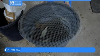 آموزش پرورش مرغ از صفر تا صد به صورت کامل و جامع