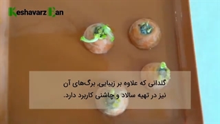 پرورش هویج‌ در خانه