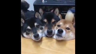 خنده دار ترین میم های یوتیوب قسمت 20