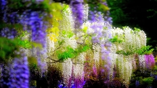 رنگهای باشکوه ویستریا