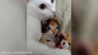 قبل از خرید گربه چه نکاتی را باید در نظر بگیریم