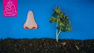 قارچ سیاه