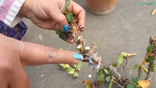 تکثیر گل مرجان - آموزش ویدیو قلمه زدن گل مرجان