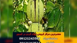 فروش نهال گردو پربازده(چندلر - فرنور - خوشه ای اسرائیلی - پیوندی - ژنوتیپ)gerdo.pro