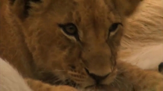 مستند حیات وحش......اخرین شیرها___the last lions......دوبله فارسی.......2020