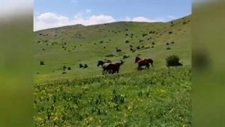 گشت و گذار در روستای هریجان جاده چالوس | املاک باشی