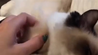 ویدئو جدید تیلور سوئیفت در تیک تاک