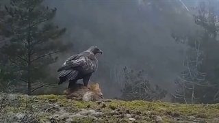 قدرت پرواز عقاب (C5 Galaxy)