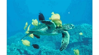 بلیط هواپیما کرمان کیش با ارزان بلیط