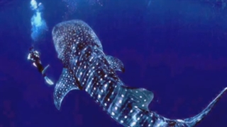 Maiores Peixes do Mundo !!! www logomarcanet com