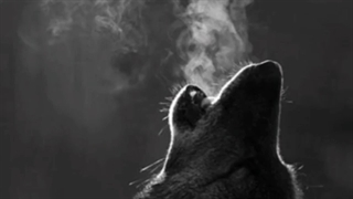 همتون یه لحظه کپ ؛ نامرد اون کسیه انلاینه و نیاد