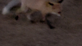 ببینید روباه ها با آدما انس گرفتن و از دستشون غذا میگیرن