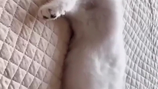 خبر مهم این یکی سره کاری نیسXD