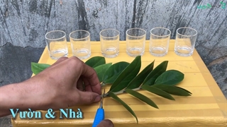 تکثیر زاموفیلیا با برگ | جایاگرین