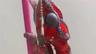 صحنه زیبایی از عوض کردن رنگ پوست آفتتب پرست