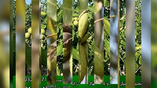 خرید انواع نهال گردو پاییز سال1400 (www.gerdo.pro)