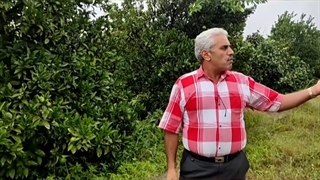 خرید باغ مرکبات چسبیده به بافت