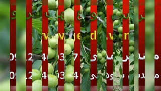 فروش نهال گردو زودبازده و دیرگل(www.gerdo.win)