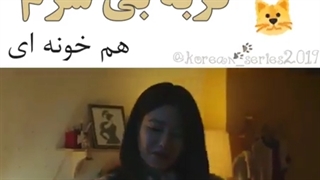 گربه بی شرم