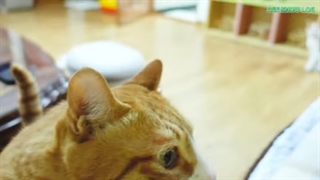 چهارمین lee know vlog با زیرنویس فارسی