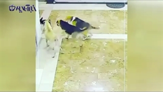 شجاعت به این میگن
