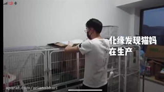 حمایت از گربه بی سرپناه