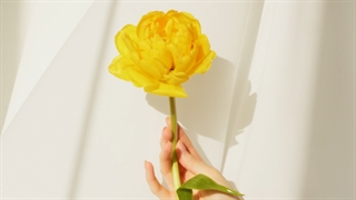 چهار برگ آنلاین