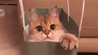 جییییییخ یافتمممم بیاین کپ؛-؛