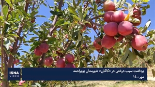 برداشت سیب درختی در «کاکان» شهرستان بویراحمد