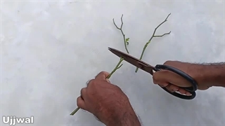 آموزش پرورش گل رز برش داده شده در بطری آب