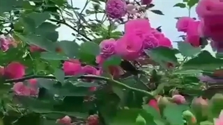 سلام صبحگاهی