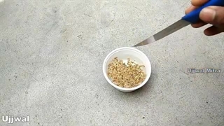کاشت و پرورش اسفناج در خانه