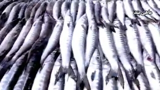 تیزر بازارماهی