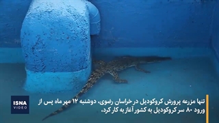 آغاز به کار تنها مزرعه کروکودیل کشور در مشهد