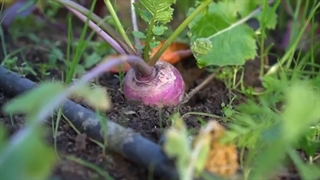 کاشت شلغم از طریق بذر