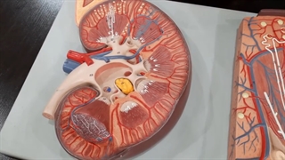 عملی کلیه جلسه اول پارت 3. پزشکی