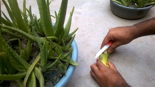 نحوه کاشت و پرورش آلوئه ورا در موز