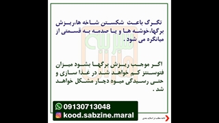در صورت خسارت تگرگ چه باید کرد؟_مشاوره واتساپ09130713048_سبزینه مارال یزد