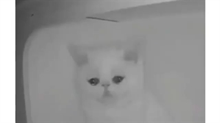 خواهرش رو دادن ب ی خانواده دیگ ಥ_ಥ