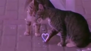 گربه بدینن به منن بزارینن برم منن