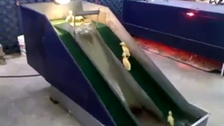 کلیپ باحال شهربازی جوجه اردکها