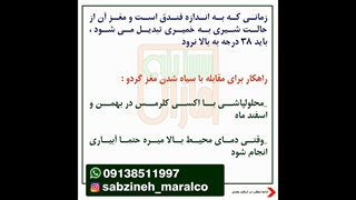 سیاه شدن مغز گردو_مشاوره ی واتساپ09138511997_سبزینه مارال یزد